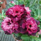 4 Magenta White Desert Rose Seeds Adenium Obesum Flower Exotic Seed Bloo Fresh Seeds Fast Shipping