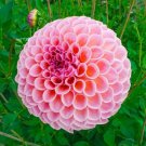 25 Winnie Dahlia Perennial Flowers Seeds Flowering Bloom seeds Fresh Seeds Fast Shipping