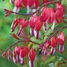25 Valentine Bleeding Heart Seeds Dicentra Spectabilis Shade Flower Garden Fresh Seeds Fast Shipping