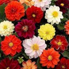 25 Unwins Bedding Dahlia Seeds Flower Perennial Flowers Seeds Flowering Fresh Seeds Fast Shipping
