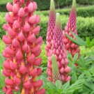 25 Towering Infero Lupine Seeds Flower Perennial Flowers Seed Fresh Seeds Fast Shipping