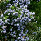 25 Skyland Lilac Seeds Tree Fragrant Flowers Perennial Seed Flower Fresh Seeds Fast Shipping