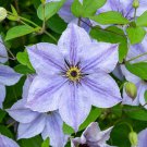 25 Skyfall Clematis Seeds Climbing Perennial Plumeria Bloom Seed 7 Fresh Seeds Fast Shipping