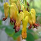 25 Scadens Bleeding Heart Seeds Dicentra Spectabilis Shade Flower Garden Fresh Seeds Fast Shipping