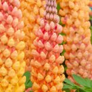 25 Salmon Star Lupine Seeds Flower Perennial Flowers Hardy Seed Fresh Seeds Fast Shipping