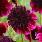 25 Rock Star Dahlia Seeds Flower Perennial Flowers Seed Flowering Fresh Seeds Fast Shipping