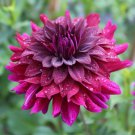 25 Rip City Dahlia Perennial Flowers Seeds Flowering seeds Bloom Fresh Seeds Fast Shipping