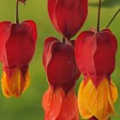 25 Red Orange Bleeding Heart Seeds Flowers Shade Flower Perennial Fresh Seeds Fast Shipping