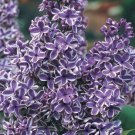25 Purple White Lilac Seeds Tree Fragrant Hardy Perennial Flower Fresh Seeds Fast Shipping