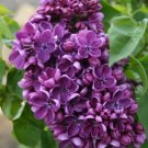 25 Purple Lilac Seeds Tree Fragrant Hardy Perennial Flower Flowers Fresh Seeds Fast Shipping
