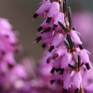 25 Purple Blac Bleeding Heart Seeds Dicentra Spectabilis Shade Flower Garden Fresh Seeds Fast Shippi