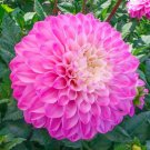 25 Princess Gracias Dahlia Seed Flower Perennial Flower Seed Flower Fresh Seeds Fast Shipping