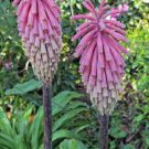 25 Pink South African Torch Lily Flower Seeds Perennial Seed Fresh Seeds Fast Shipping