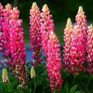 25 Pink Purple Orange Lupine Seeds Flower Perennial Flowers Hardy Seed Fresh Seeds Fast Shipping