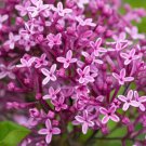 25 Periwinkle Lilac Seeds Tree Fragrant Flowers Perennial Seed Flower Fresh Seeds Fast Shipping