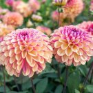 25 Palmares Dahlia Perennial Flowers Seeds Flowering Blooming seeds Fresh Seeds Fast Shipping