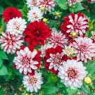 25 Pacific Time Dahlia Perennial Flowers Seeds Flowering Bloom seed Fresh Seeds Fast Shipping