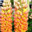 25 Orange Yellow Lupine Seeds Flower Perennial Flowers Hardy Seed Fresh Seeds Fast Shipping