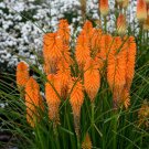 25 Orange Blazer Torch Lily Hot Poker Flower Seeds Perennial Seed Fresh Seeds Fast Shipping