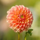 25 Nicky Dahlia Seeds Flower Perennial Flowers Seed Flowering Bloom Fresh Seeds Fast Shipping