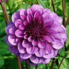 25 Milano Dahlia Perennial Flowers Seeds Flowering Bloom seeds Fresh Seeds Fast Shipping