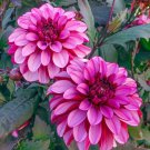 25 Melissa Ann Dahlia Seeds Flower Perennial Flowers Seed Flowering Bloom Fresh Seeds Fast Shipping