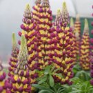 25 Manhattan Lights Lupine Seeds Flower Perennial Hardy Flowers Seed Fresh Seeds Fast Shipping