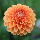 25 Maam Dahlia Perennial Flowers Seeds Flowering Bloom seeds Fresh Seeds Fast Shipping