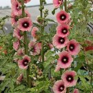 25 Light Dark Pink Hollyhock Seeds Perennial Flowers Flower Seed Fresh Seeds Fast Shipping