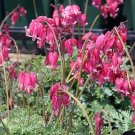 25 King Hearts Bleeding Heart Seeds Dicentra Spectabilis Shade Flower Garden Fresh Seeds Fast Shippi