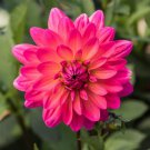 25 Karisha Dahlia Perennial Flowers Seeds Flowering seeds Bloom Fresh Seeds Fast Shipping