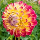 25 Jowey Arendal Dahlia Seeds Flower Perennial Flowers Seeds Flowering Fresh Seeds Fast Shipping