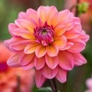 25 Great Silence Dahlia Seeds Flower Perennial Flowers Flowering Fresh Seeds Fast Shipping