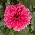 25 Grande Mendoza Dahlia Perennial Flowers Seeds Flowering Bloom Fresh Seeds Fast Shipping