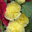 25 Golden Yellow Hollyhock Seeds Perennial Flower Flowers Seed Fresh Seeds Fast Shipping