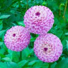 25 Genova Dahlia Perennial Flowers Seeds Flowering seeds Bloom Fresh Seeds Fast Shipping