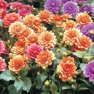 25 Gallery Cobra Dahlia Seeds Flowers Perennial Flower Seed Flowering Bloom Fresh Seeds Fast Shippin