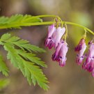 25 Fringed Bleeding Heart Seeds Dicentra Spectabilis Shade Flower Garden Fresh Seeds Fast Shipping
