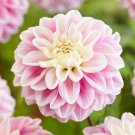 25 Fluffles Dahlia Perennial Flowers Seeds Flowering Bloom seeds Fresh Seeds Fast Shipping
