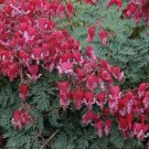 25 Fire Island Bleeding Heart Seeds Dicentra Spectabilis Shade Flower Garden Fresh Seeds Fast Shippi