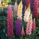 25 Festival Mixed Lupine Seeds Flower Perennial Hardy Flowers Seed Fresh Seeds Fast Shipping