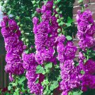 25 Double Violet Hollyhock Seeds Perennial Flower Seed Flowers Fresh Seeds Fast Shipping