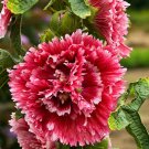 25 Double Red Pink Hollyhock Seeds Perennial Giant Seed Flower Flowers Bloo Fresh Seeds Fast Shippin