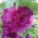 25 Double Purple Hollyhock Seeds Perennial Flower Seed Flowers Fresh Seeds Fast Shipping