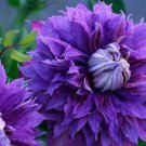 25 Double Purple Clematis Seeds Flowers Seed Perennial Flower Fresh Seeds Fast Shipping