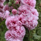 25 Double Pink Hollyhock Seeds Perennial Flower Seed Flowers Fresh Seeds Fast Shipping
