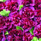 25 Double Blackberry Hollyhock Seeds Perennial Flower Flowers Seed Fresh Seeds Fast Shipping
