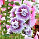 25 Dbl Purple White Hollyhock Seeds Perennial Flower Seed Flowers Fresh Seeds Fast Shipping
