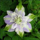 25 DBL Purple Green Clematis Seeds Flowers Perennial Seed Flower Fresh Seeds Fast Shipping