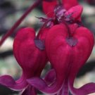 25 Dark Red Bleeding Heart Seeds Dicentra Spectabilis Shade Flower Garden Fresh Seeds Fast Shipping